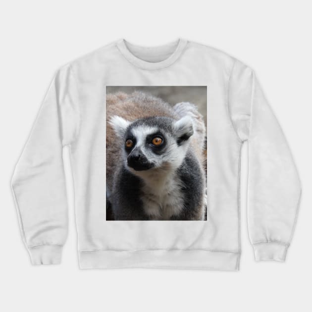 Ring Tailed Lemur Crewneck Sweatshirt by kirstybush